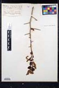 Ceanothus leucodermis image