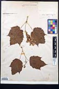 Acer spicatum image