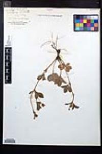 Potentilla canadensis image