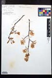 Amelanchier canadensis image