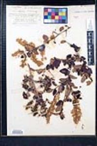 Ceanothus leucodermis image