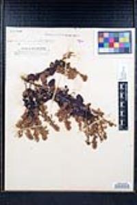 Ceanothus leucodermis image