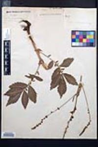 Geum aleppicum image
