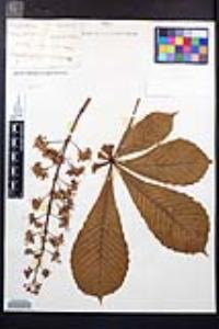 Aesculus hippocastanum image