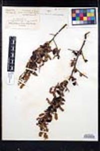 Ceanothus leucodermis image
