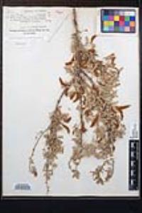 Senegalia greggii image