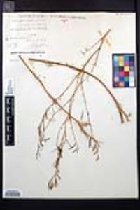 Epilobium glaberrimum image