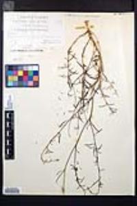 Epilobium brachycarpum image