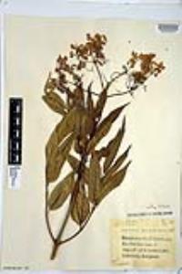 Sambucus cerulea image