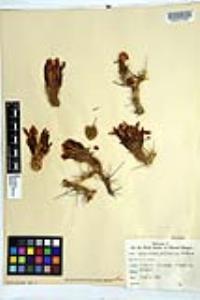 Echinocereus fendleri image