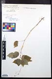 Circaea x intermedia image