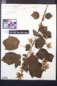 Acer spicatum image