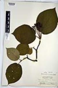 Viburnum lantanoides image