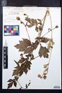 Geum aleppicum image