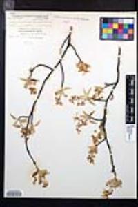 Amelanchier canadensis image