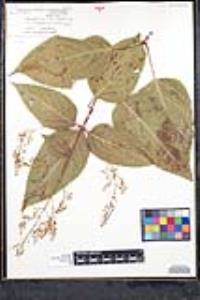 Collinsonia canadensis image