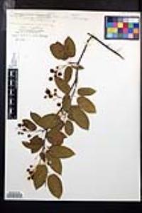 Amelanchier canadensis image