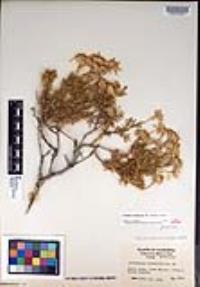 Ericameria linearifolia image