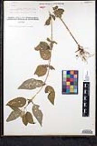 Blephilia hirsuta image