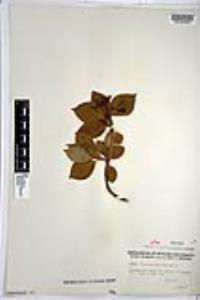 Viburnum cassinoides image