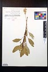 Ludwigia adscendens image