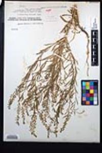 Lepidium virginicum subsp. virginicum image
