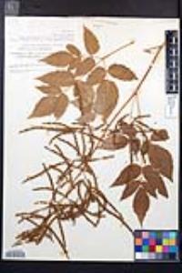 Aruncus dioicus image