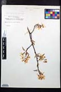 Amelanchier canadensis image