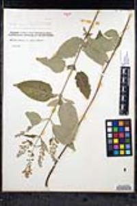 Scutellaria incana image