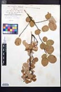 Amelanchier humilis image
