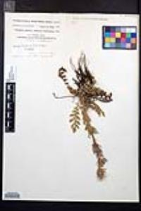 Geum triflorum var. ciliatum image