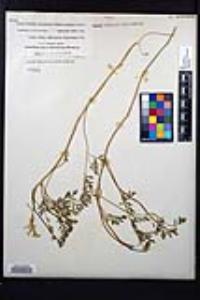 Corydalis aurea image