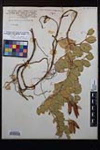 Lathyrus japonicus image