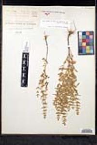 Hedeoma pulegioides image