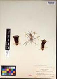 Sclerocactus polyancistrus image
