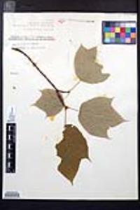 Acer pennsylvanicum image