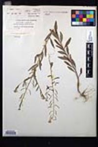 Erysimum cheiranthoides image