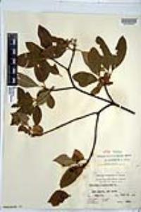 Viburnum cassinoides image