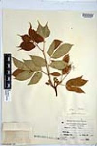 Sambucus racemosa subsp. racemosa image
