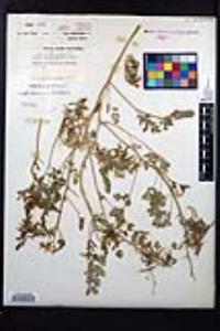 Corydalis aurea image