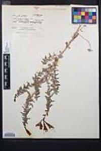 Epilobium canum subsp. canum image