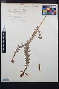 Epilobium canum image
