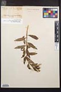 Epilobium ciliatum subsp. glandulosum image