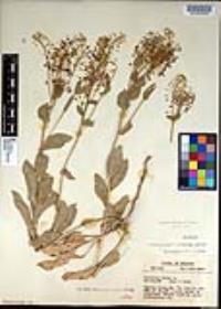 Lepidium draba image