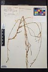 Epilobium brachycarpum image