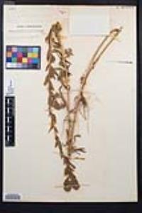 Epilobium densiflorum image
