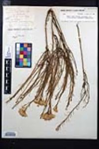 Ericameria nauseosa var. oreophila image