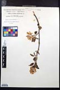 Amelanchier amabilis image