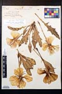 Oenothera cespitosa subsp. macroglottis image