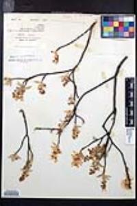 Amelanchier canadensis image